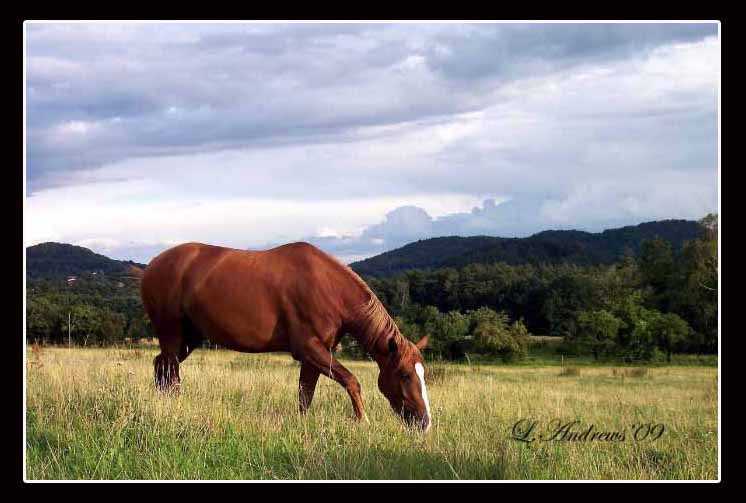 Valea