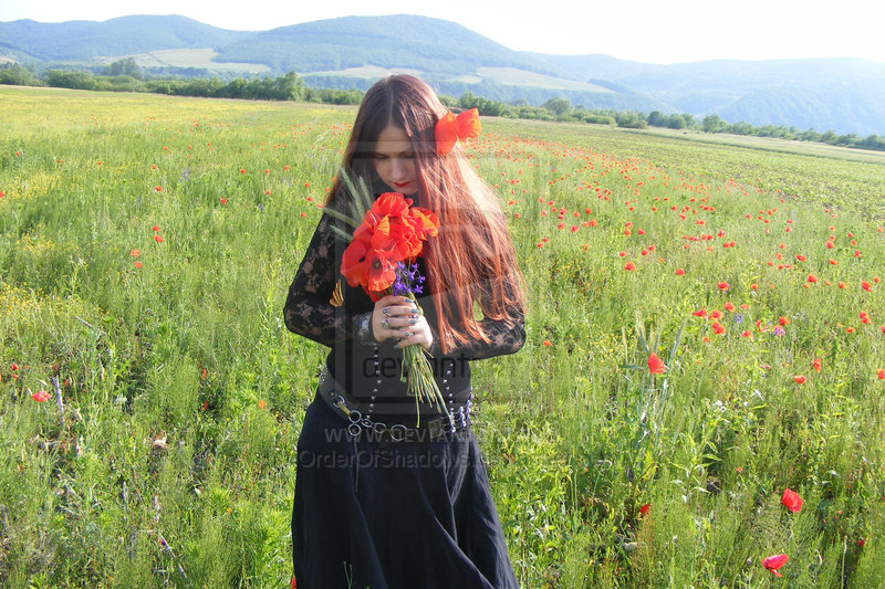 Litha in the fields