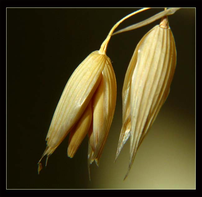 Little Mabon Bells 