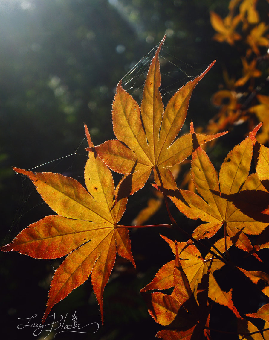 Mabon glow