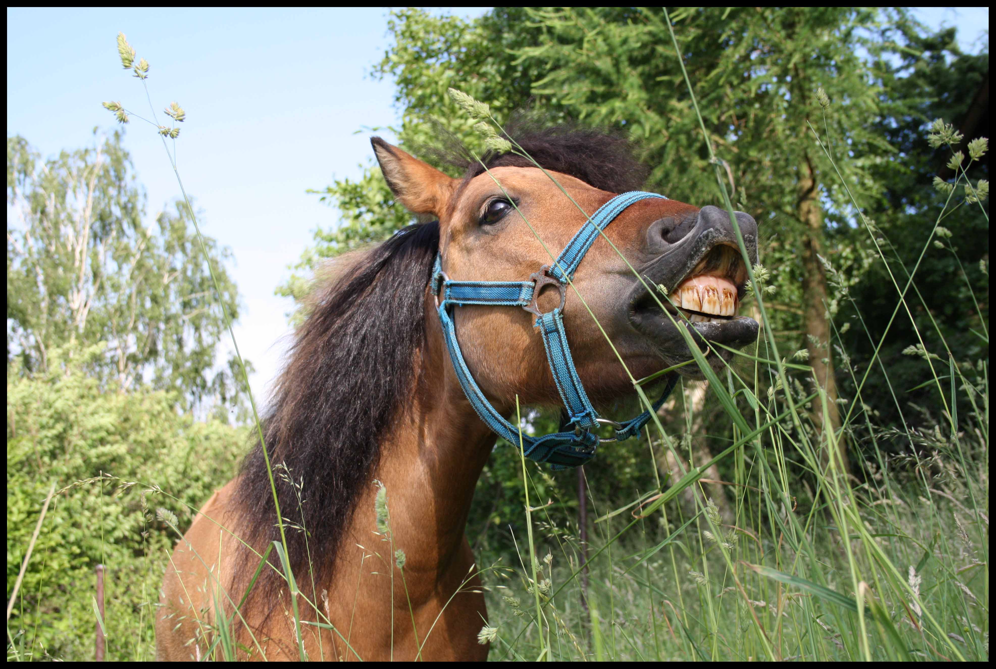 Prostě lucky horse :))
