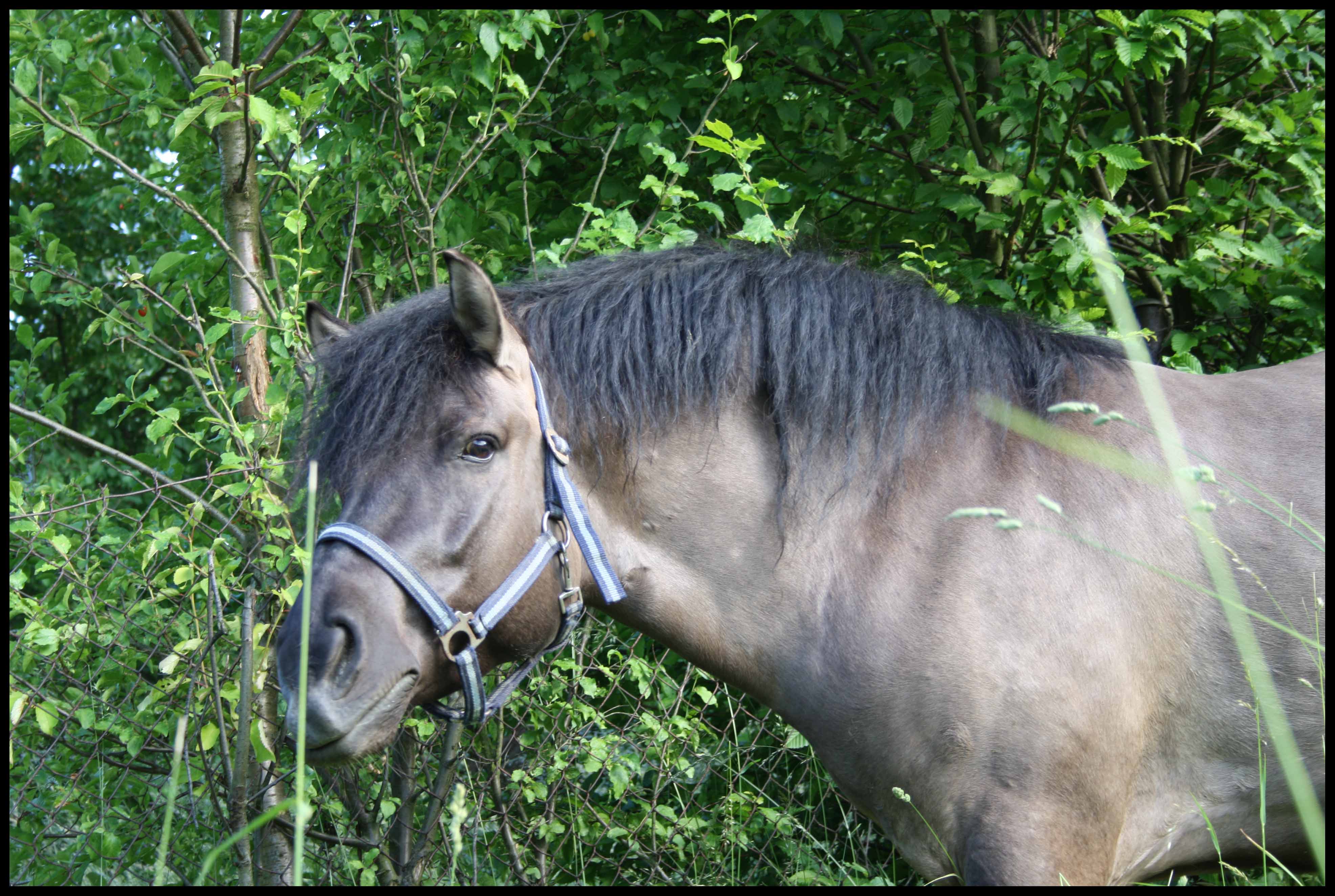Kukuč